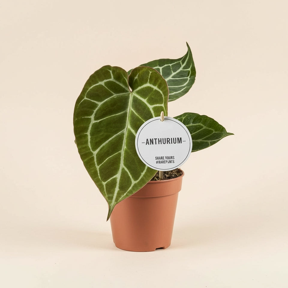 Anthurium Crystallinum