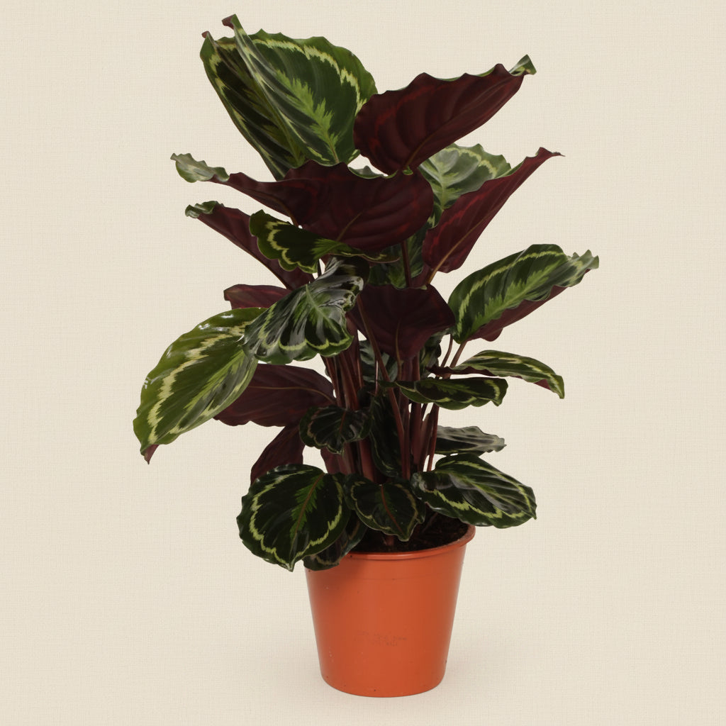 Calathea Medaillon - plante intérieur