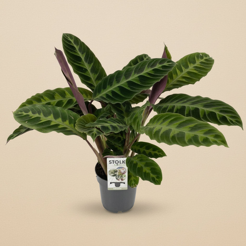Calathea Warscewiczii
