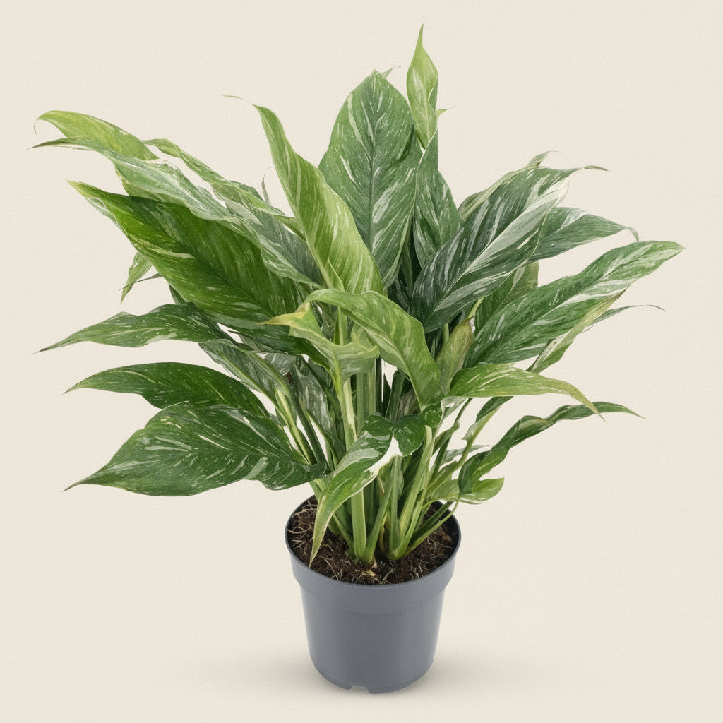 Spathiphyllum Diamond Variegata rare plant – Rêve Ta Plante