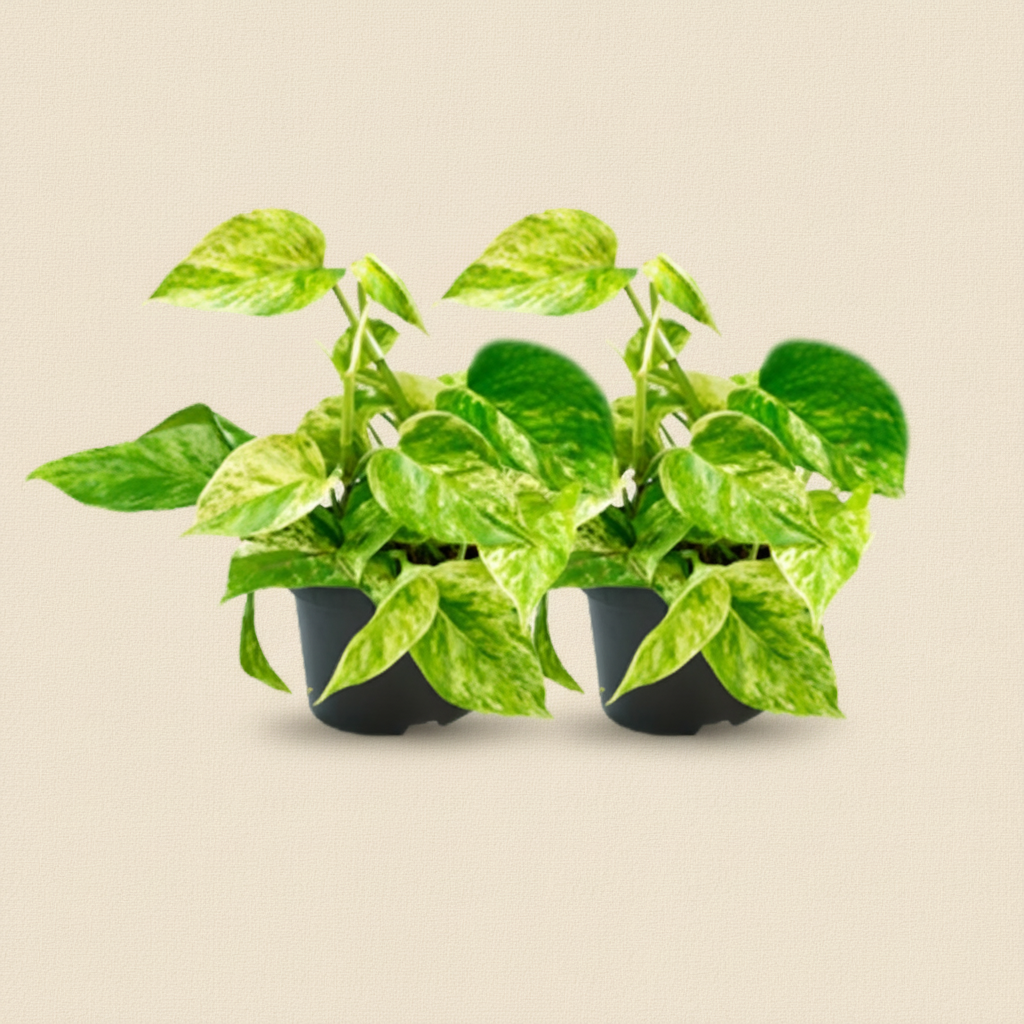 Epipremnum Marble Queen