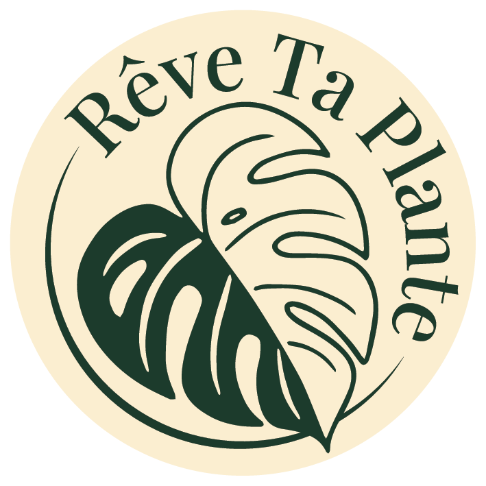 Dream Your Plant | Exceptional indoor plants  Rve Ta Plante