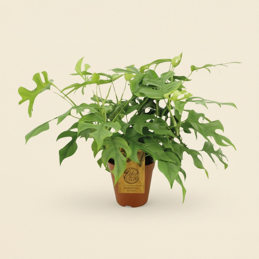 monstera minima weiß Monstera Minima tropical plant – Rêve Ta Plante