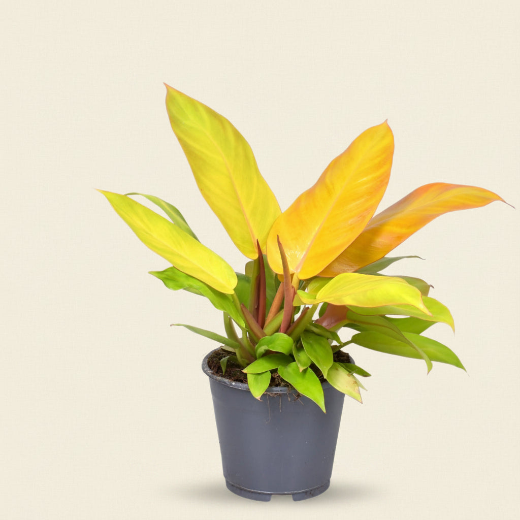 Philodendron Prince Of Orange - plante d'intérieur