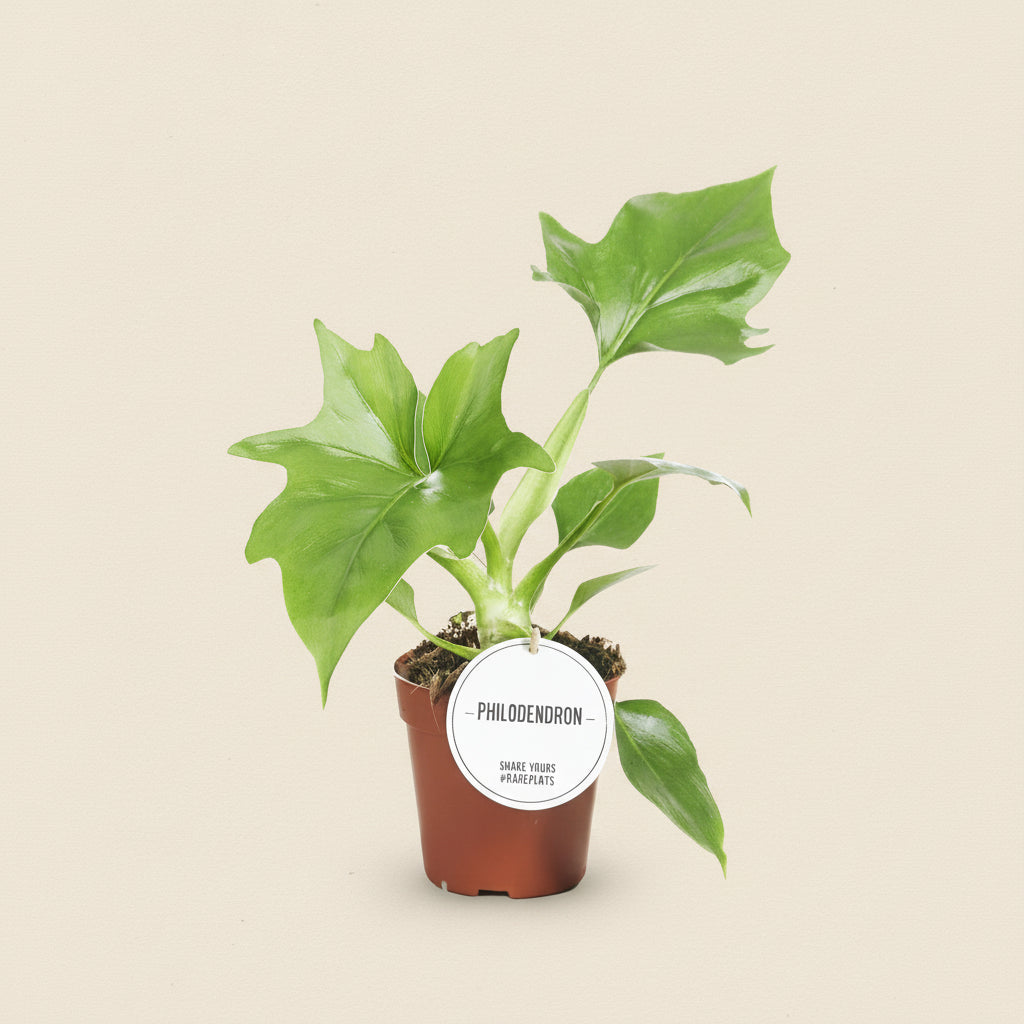 Philodendron Warszewiczii