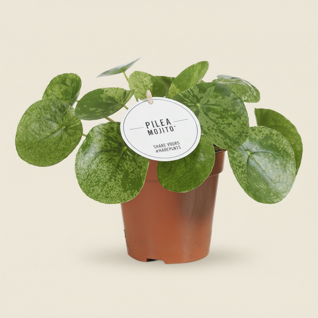 Pilea Peperomioides Mojito