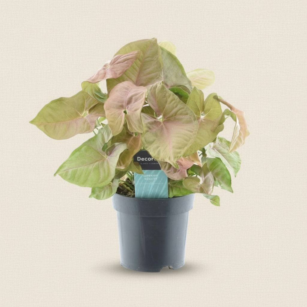 Syngonium Red Heart