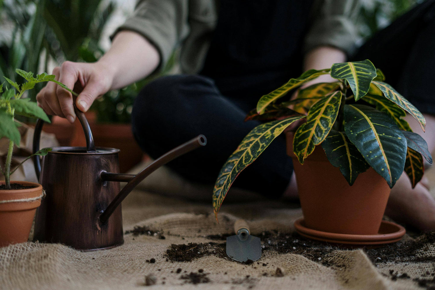 Plantes accessoires et créations - boutique complète