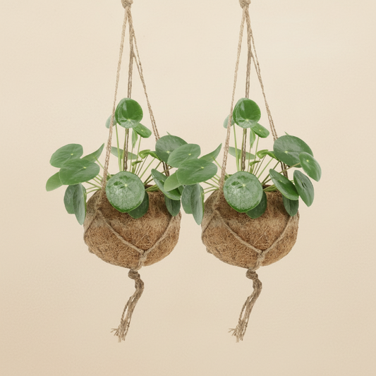 Lot 2x Pilea Peperomiodes