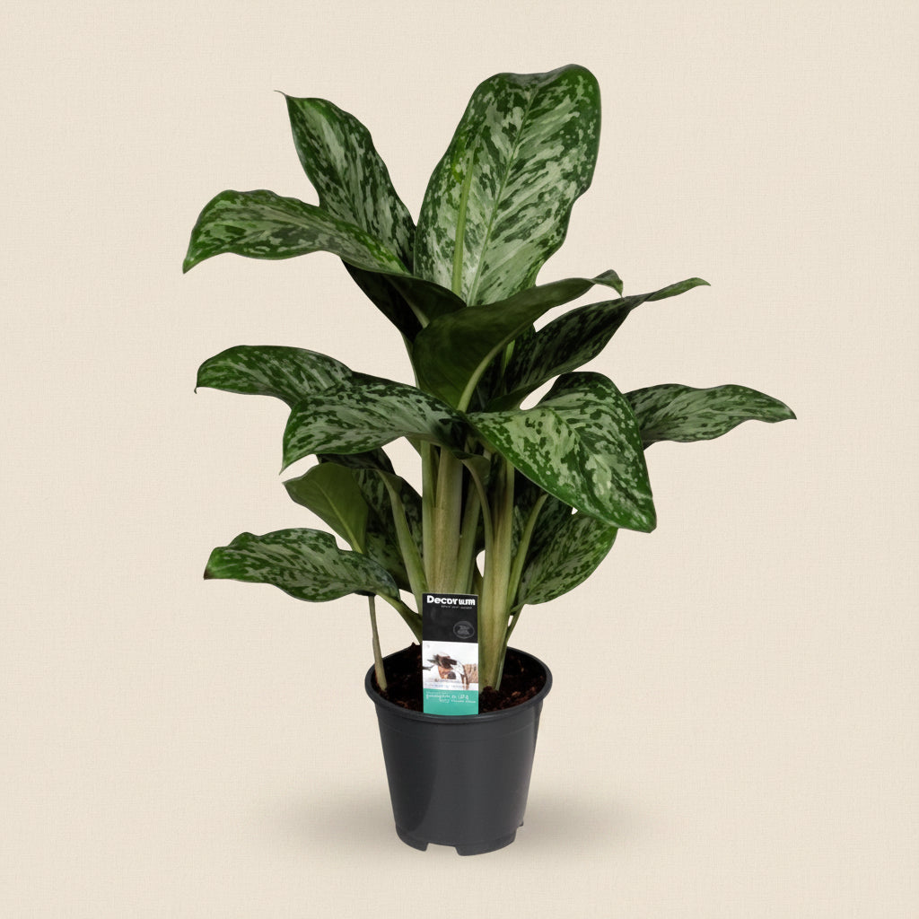 Aglaonema Greenlight - plante d'intérieur