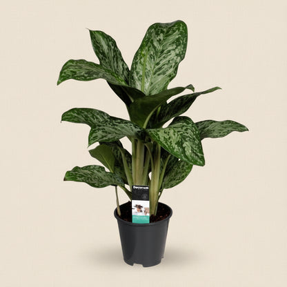 Aglaonema Greenlight - plante d'intérieur