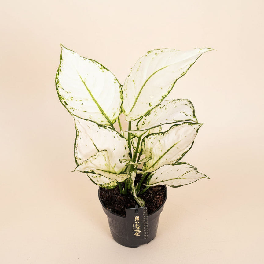Aglaonema White Joy M - 35cm – Plante d’intérieur tropicale rare | Rêve Ta Plante