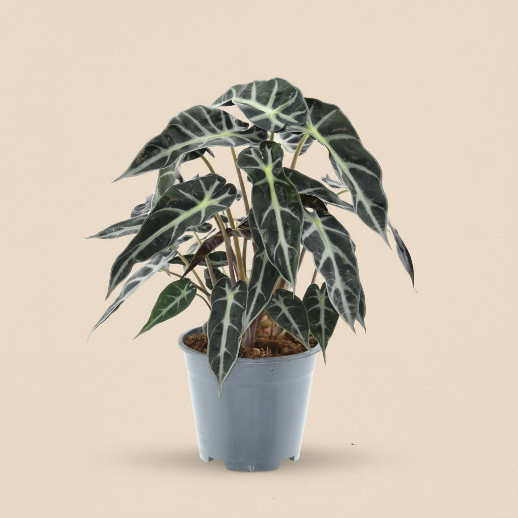 Alocasia Bambino