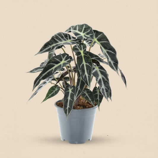 Alocasia Bambino
