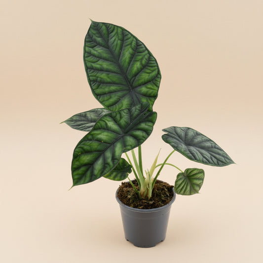 Alocasia Dragon Scale plante d'interieur rare