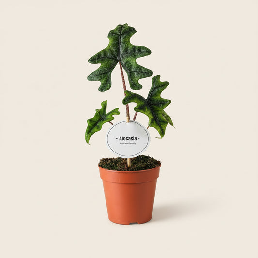 Alocasia Jacklyn