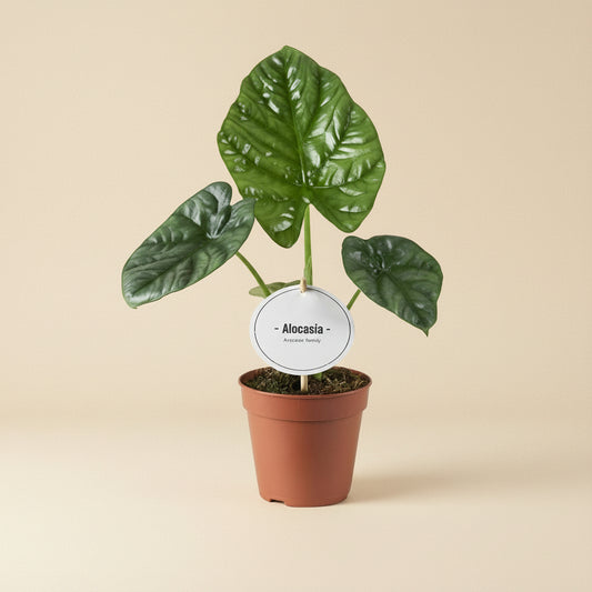 Alocasia Lukiwan