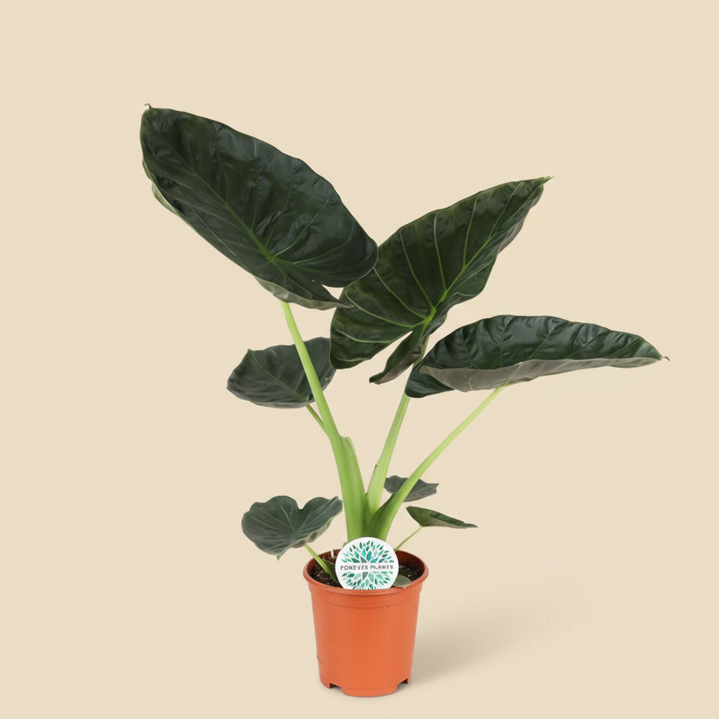 Alocasia Regal Shield