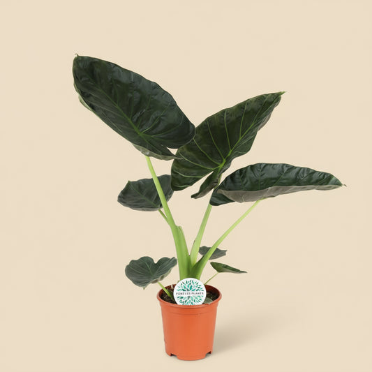 Alocasia Regal Shield
