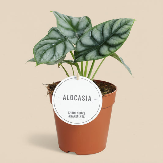 Alocasia Silver Dragon