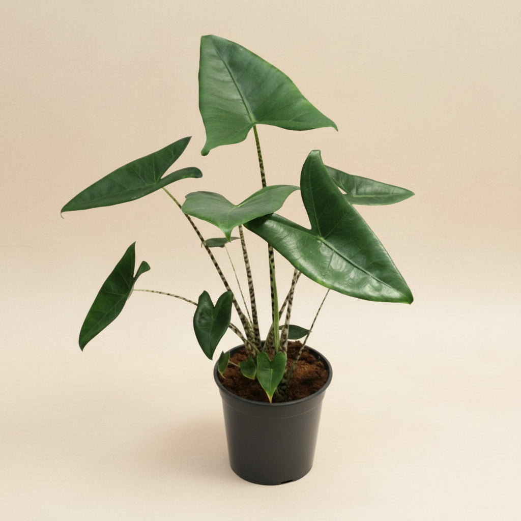 Alocasia Zebrina