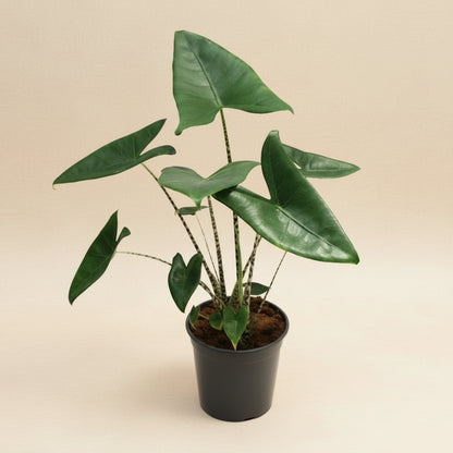 Alocasia Zebrina