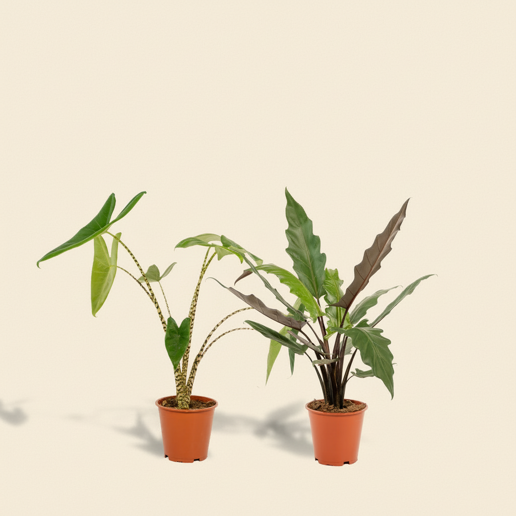Alocasia 