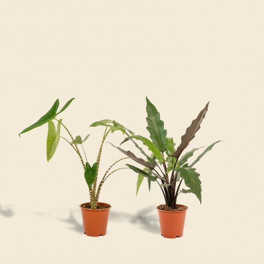 Alocasia 