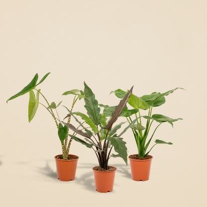 Alocasia 