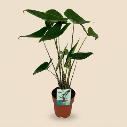 Alocasia Zebrina