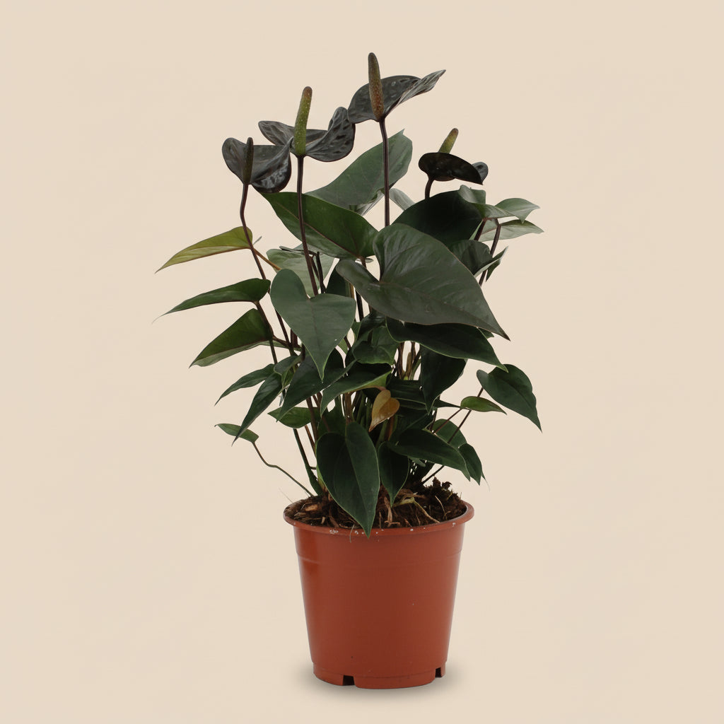 Anthurium Black Love