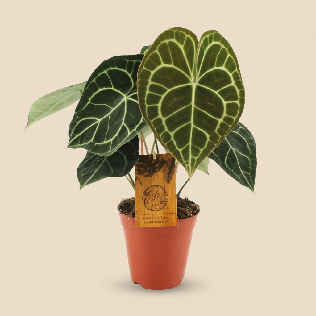 Anthurium Clarinervium