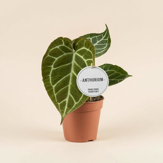 Anthurium Crystallinum
