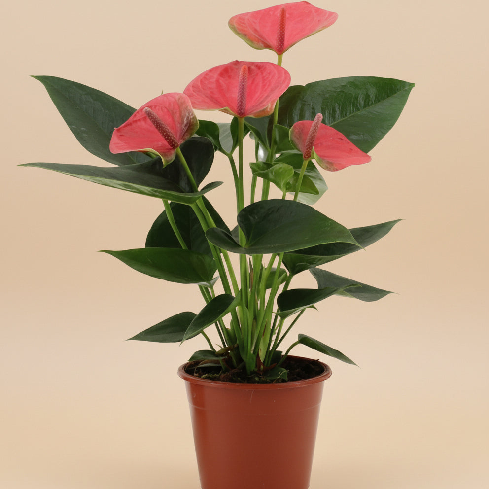 Anthurium Sweet Dream