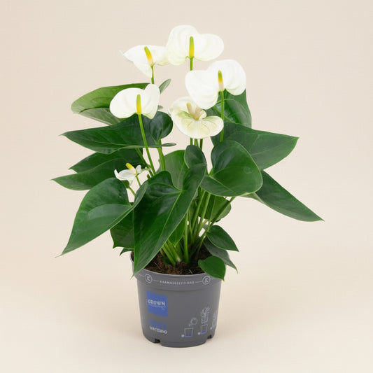 Anthurium White M- 43cm