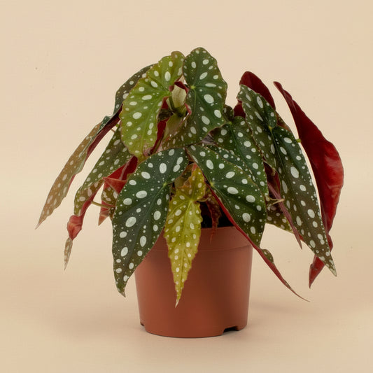 Begonia Maculata
