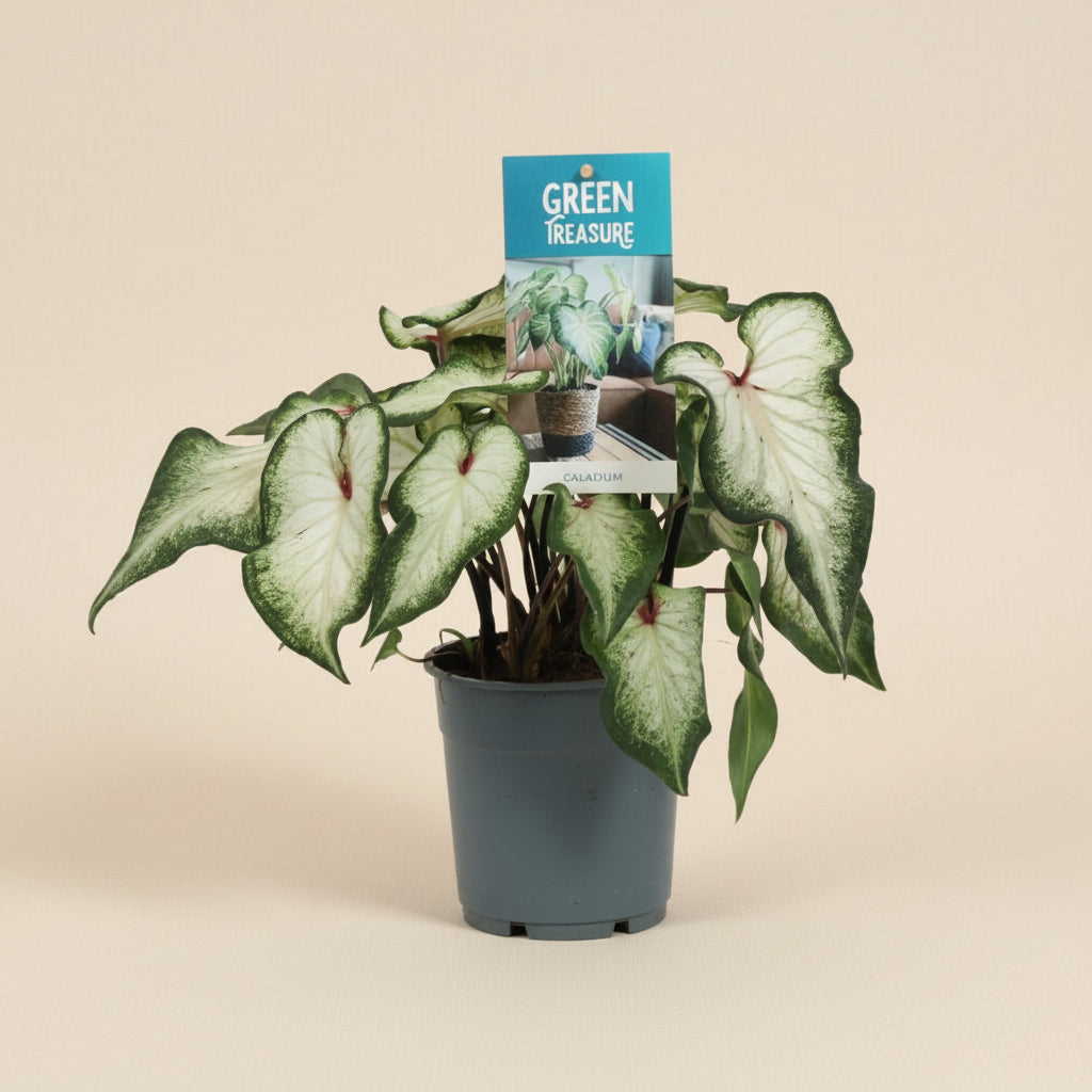 Caladium Blanc - Plante d'intérieur