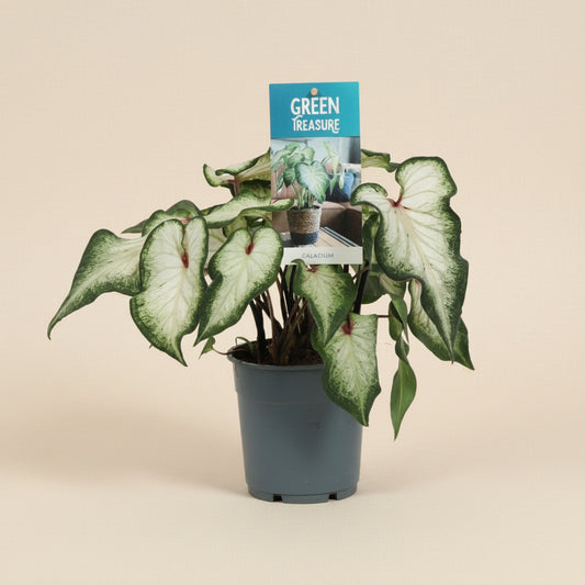 Caladium Blanc - Plante d'intérieur