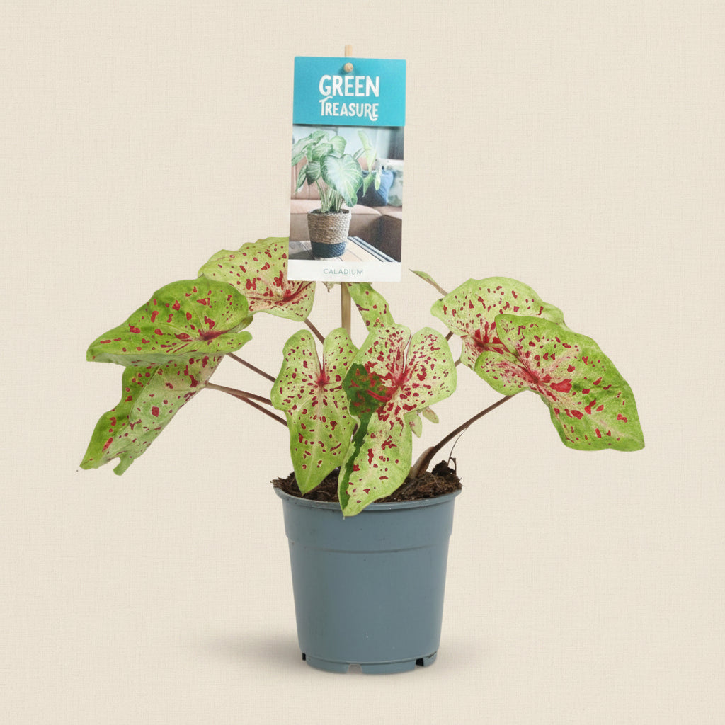 Caladium Miss Muffet - plante intérieur 