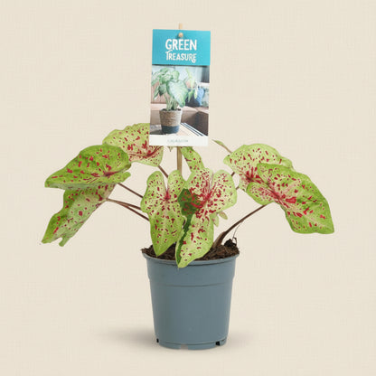 Caladium Miss Muffet - plante intérieur 