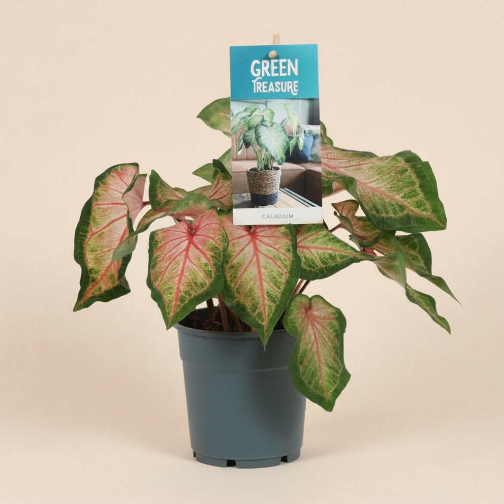 Caladium Rose - Plante d'intérieur