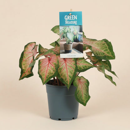 Caladium Rose - Plante d'intérieur