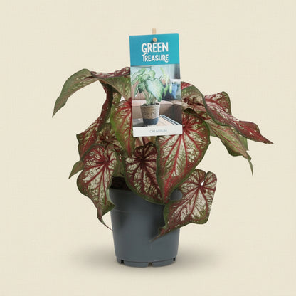 Caladium bicolor -  Plante d'intérieur