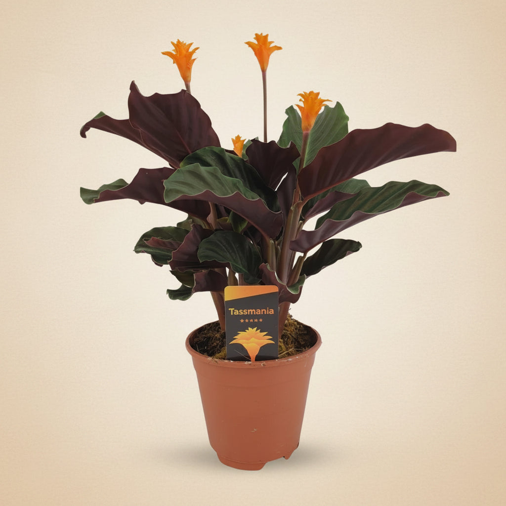 Calathea Crocata - plante intérieur rare