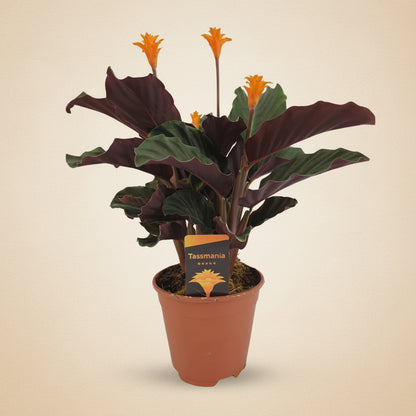 Calathea Crocata - plante intérieur rare