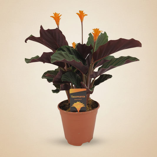Calathea Crocata - plante intérieur rare