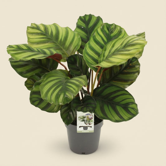 Calathea Fasciata