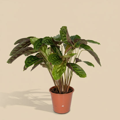 Calathea Flamestar