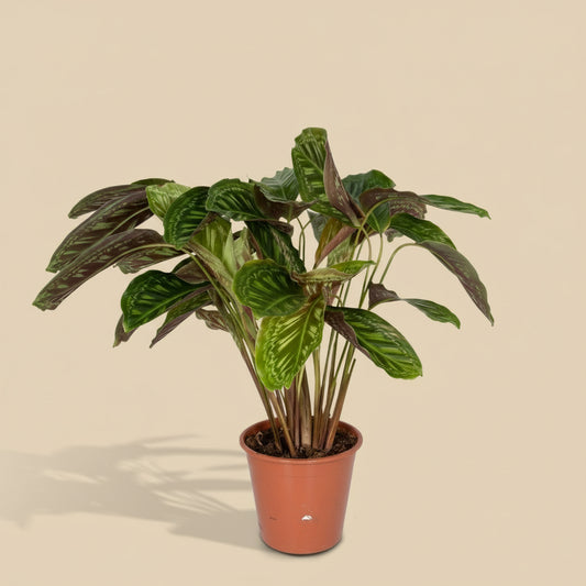 Calathea Flamestar