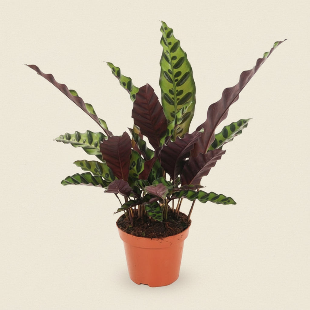 Calathea Insignis
